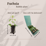 Fuchsia – 6 Pluggen | Kweek & Geniet van een Kleurrijke Tuin
