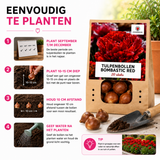 Tulpenbollen Bombastic Red — rode pioentulp, 20 stuks (maat 11/12)