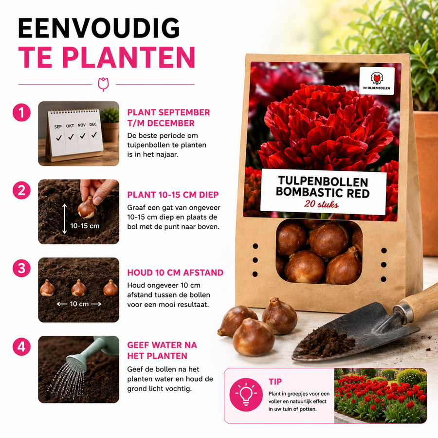 Tulpenbollen Bombastic Red — rode pioentulp, 20 stuks (maat 11/12)