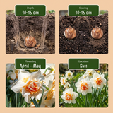 80x Narcissus Replete - Dubbele narcis Replete - Wit en Oranje - Voorjaarsbloeier - Bolmaat 10/12
