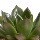Echeveria mix 8.5 cm - 3x - in terracotta pot