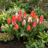 40x Tulipa Greigii mix - Greigii-tulp mix - Diversen - Voorjaarsbloeier - Bolmaat 11/14