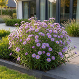 Green boutiQ - Vasteplant - Aster (D) Mittelmeer - Zeeaster - Bijen en Vlinderlokkers - Paars - 3 Planten - Pot 11cm - Hoogte 15-25cm