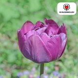 Tulpenbollen Double Flag — paarse dubbelbloemige tulp, 20 stuks (maat 11/12)