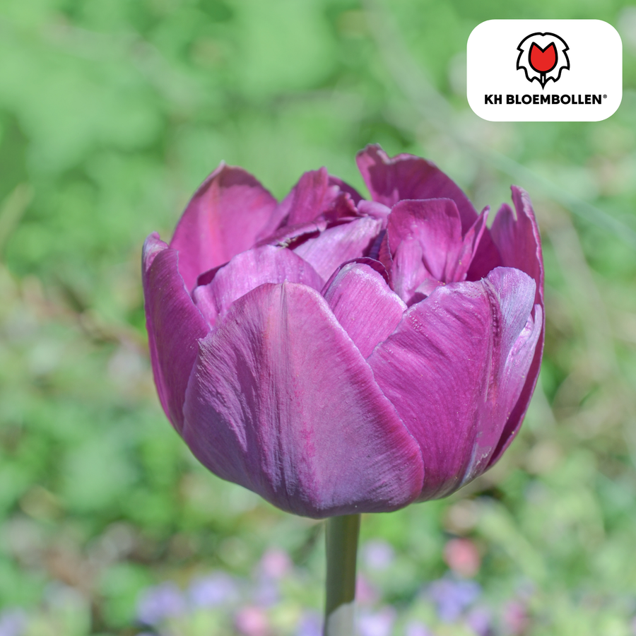 Tulpenbollen Double Flag — paarse dubbelbloemige tulp, 20 stuks (maat 11/12)
