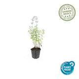 24x Nepeta 'Walker's Low' - ↕10-25cm - Ø9cm