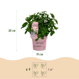 Green boutiQ - Tuinplant - Hydrangea panniculata Groundbreaker Blush - Pluimhortensia - Winterhard - Roze - 4 Planten - Pot 14cm - Hoogte 20-25cm