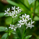 24x Galium odoratum - ↕10-25cm - Ø9cm