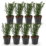 Green boutiQ - 8x Taxus baccata - Venijnboom - Haagplanten - Groenblijvend - Groen - Pot 9cm - Hoogte 20-30cm