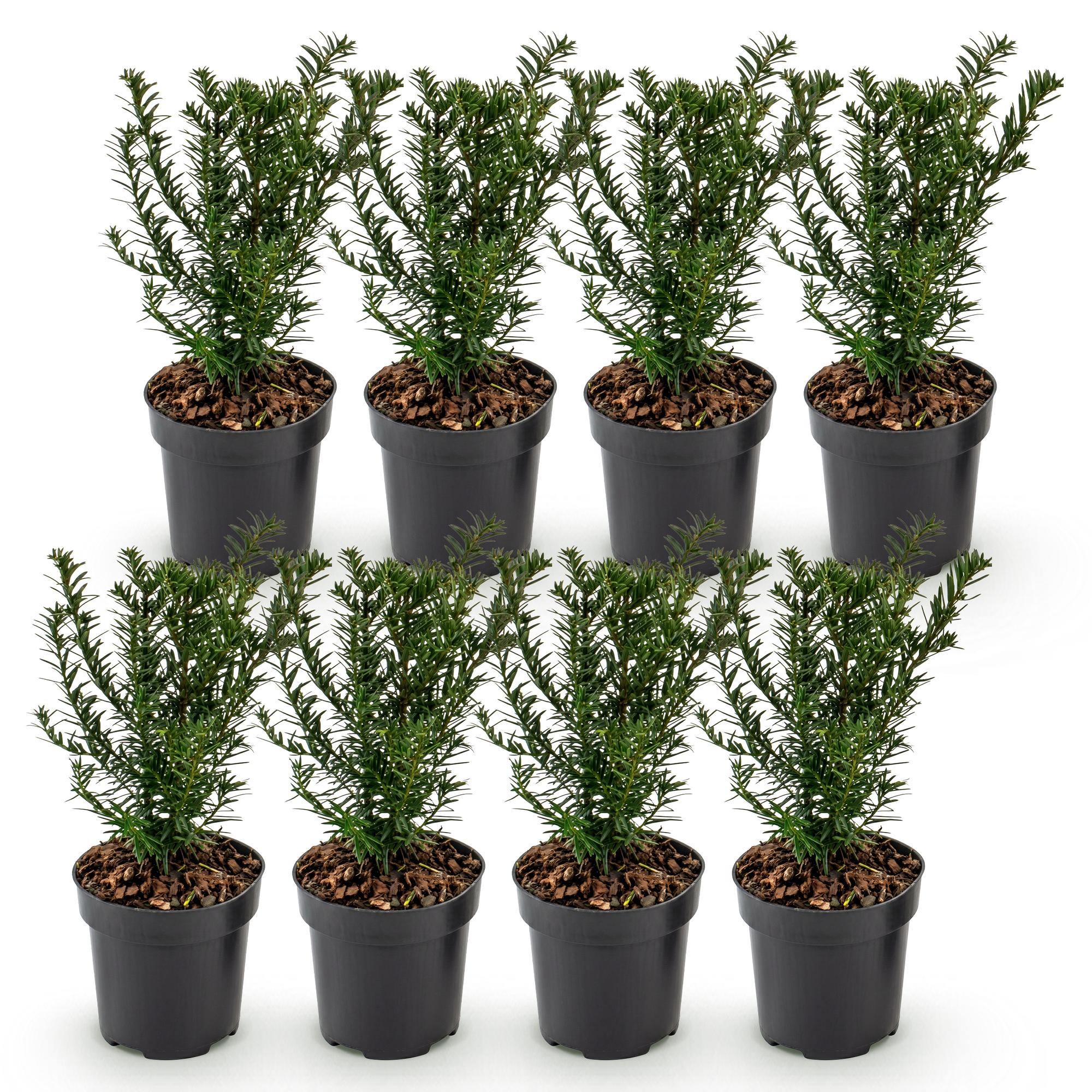 Green boutiQ - 8x Taxus baccata - Venijnboom - Haagplanten - Groenblijvend - Groen - Pot 9cm - Hoogte 20-30cm