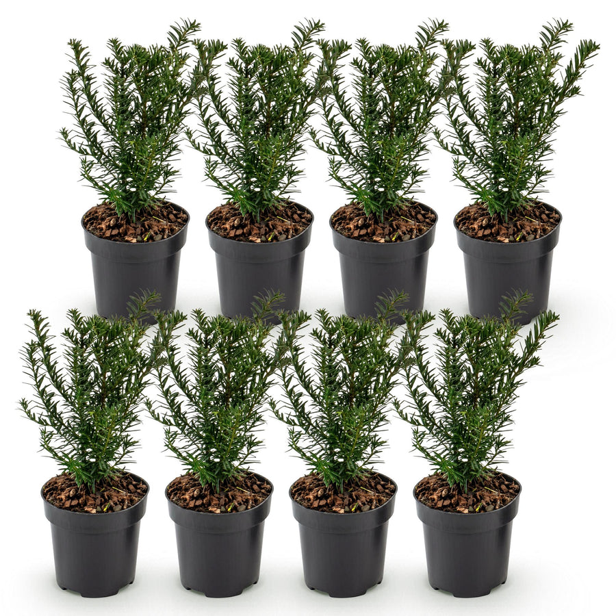 Taxus baccata — Venijnboomhaag, 8 stuks, 20-30 cm