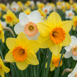 160x Narcissus mix - Narcissen mix - Diversen - Voorjaarsbloeier - Bolmaat 10/12