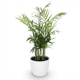 Green boutiQ - Kamerplant - Chamaedorea elegans - Goudpalm - Huisdiervriendelijke Plant - Groen - 1 Plant - met Potter Wit - Pot 12cm - Hoogte 15cm