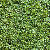 Green boutiQ - Haagplanten - Buxus sempervirens -blad groen - 6 planten - 1 strekkende meter - groenblijvend - pot 17cm hoogte 45cm