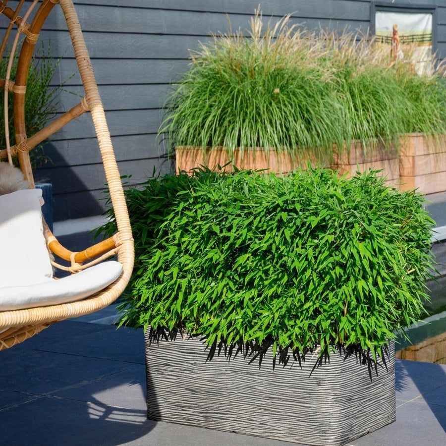 Fargesia moontears 'Boobux XL — Bamboehaag, 1 stuks, 70 cm