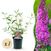 Green boutiQ - Tuinplant - Buddleja davidii Pink Delight - Vlinderstruik - Winterhard - Roze - 3 Planten - Pot 17cm - Hoogte 45cm