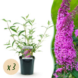 Green boutiQ - Tuinplant - Buddleja davidii Pink Delight - Vlinderstruik - Winterhard - Roze - 3 Planten - Pot 17cm - Hoogte 45cm