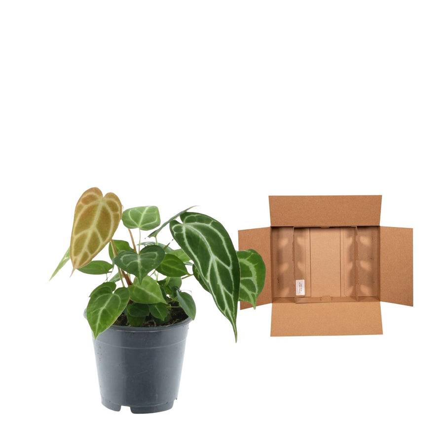 Anthurium Chrystallium – 35 cm hoog (foto 3)