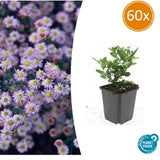 60x Aster ageratoides 'Stardust' - ↕10-25cm - Ø9cm