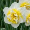20x Narcissus Ice King - Dubbele narcis - Wit en Geel - Voorjaarsbloeier - Bolmaat 12/14