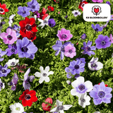 Anemoonbollen enkelbloemig — 30 stuks