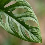 Green boutiQ - Kamerplant - Monkey Mask - Monstera Andansonii Mosstok - Groen - Weinig onderhoud - 1 Plant - Pot 19cm - Hoogte 90cm