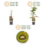 Green boutiQ - Fruitplant - Actinidia deliciosa Jenny - Kiwiplant - Zelfbestuivend - Groene Vrucht - 2 Planten - Pot 15cm - Hoogte 50cm