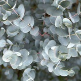 Green boutiQ - Plant op Stam- Eucalyptus gunni Azure - Terras Plant - Bladhoudend - Winterhard- Grijs Blad - Pot 19cm Hoogte 70 - 90cm