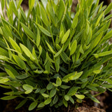 Green boutiQ - Kamerplant - Bamusa Pogonatherum Monica - Bamboegras - Huisdiervriendelijke Plant - Groen - 2 Planten - met Mand - Pot 12cm - Hoogte 20cm