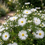 Green boutiQ - Vasteplant - Aster (D) Schneekissen - Zeeaster - Bijen en Vlinderlokkers - Wit - 1 Plant - Pot 11cm - Hoogte 15-25cm