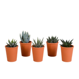 Gasteria/Haworthia mix 5,5cm - 5x - in terracotta pot