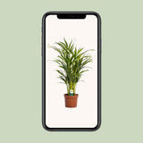Dypsis Lutescens - Ø17cm - ↕65cm