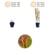 Green boutiQ - Grassen - Imperata cylindrica Red Baron - Japans bloedgras - Rode uitlopers - Rood - 1 Plant - Pot 11cm - Hoogte 15-25cm