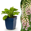 Green boutiQ - Vasteplant - Digitalis purp. Gloxiniiflora - Vingerhoedskruid - Schaduw - Wit-Roze - 6 Planten - Pot 11cm - Hoogte 15-25cm
