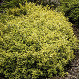 48x Euonymus fort. 'Emerald 'n Gold’ - ↕10-25cm - Ø9cm