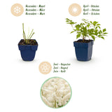 Green boutiQ - Vasteplant - Astilbe (J) Deutschland - Pluimspirea - Schaduw - Wit - 12 Planten - Pot 11cm - Hoogte 15-25cm