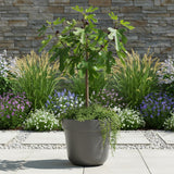 Green boutiQ - Plant op Stam - Ficus carica Little Miss Figgy - Terras Plant - Bladverliezend - Winterhard - Groene Vrucht - Pot 19cm Hoogte 90cm