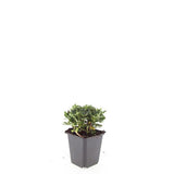 24x Potentilla tridentata 'Nuuk' - ↕10-25cm - Ø9cm