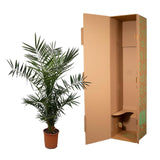 Phoenix Canariensis - 140 cm - Ø27cm