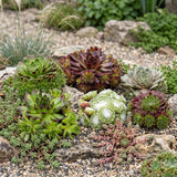 6x - Sempervivum Big Sam - Ø7cm - ↕10-12cm
