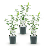 Green boutiQ - Tuinplant - Hibiscus syriacus Red Heart - Tuin Hibiscus - Winterhard - Wit - Rood - 3 Planten - Pot 17cm - Hoogte 45cm