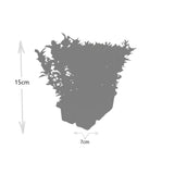 1x 6 pack Euonymus 'Green Spire' -Ø 7 cm - ↨ 15 cm