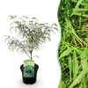 Green boutiQ - Terrasplant - Japanse Esdoorn - Acer palmatum Koto-no-ito - Groen - 1 Plant - Bladverliezend - Pot 19cm Hoogte 70cm
