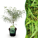 Green boutiQ - Terrasplant - Japanse Esdoorn - Acer palmatum Koto-no-ito - Groen - 1 Plant - Bladverliezend - Pot 19cm Hoogte 70cm