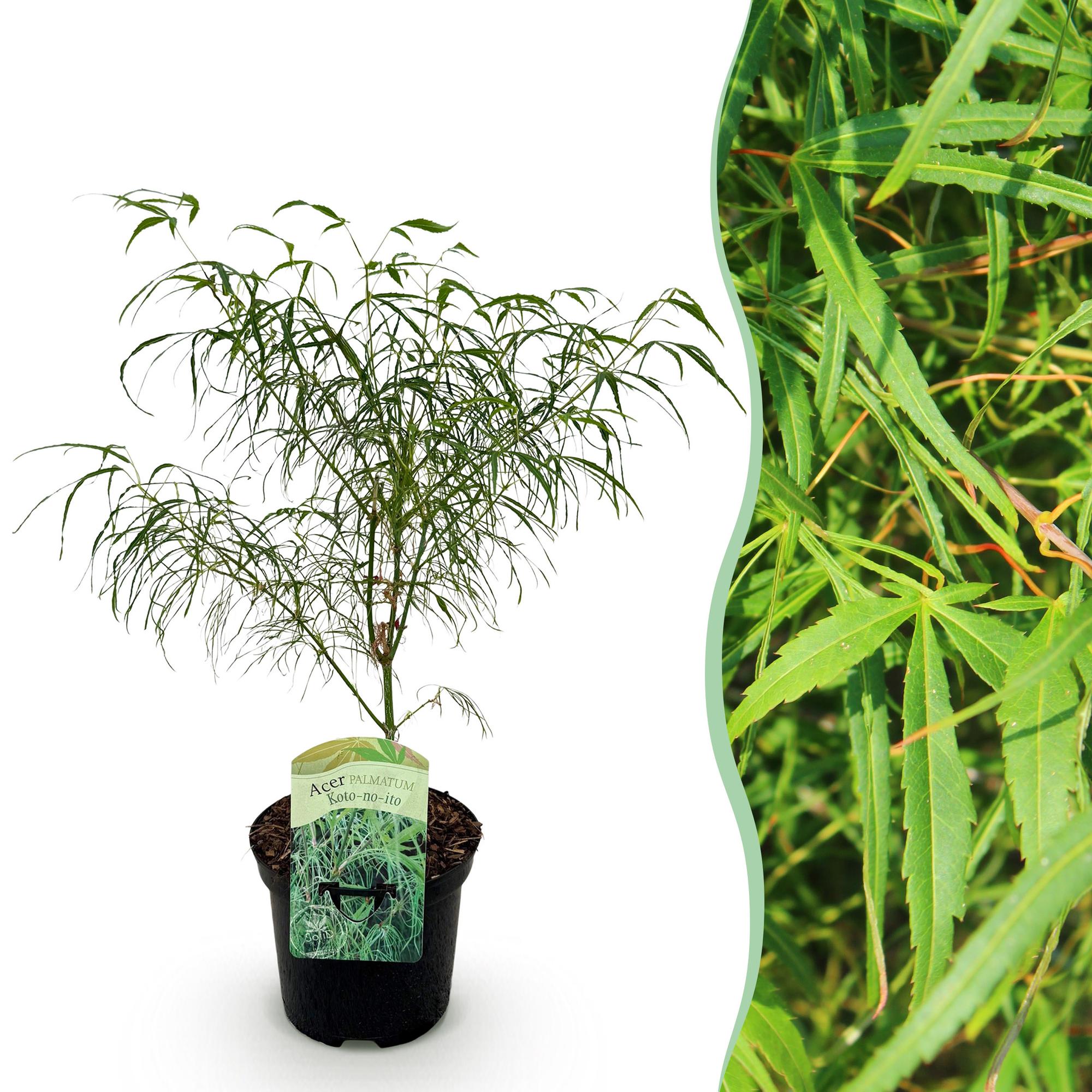 Green boutiQ - Terrasplant - Japanse Esdoorn - Acer palmatum Koto-no-ito - Groen - 1 Plant - Bladverliezend - Pot 19cm Hoogte 70cm
