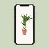 Dracaena Janet Craig 30-15 - Ø17cm - ↕60cm