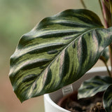 Green boutiQ - Kamerplant - Pauwenplant - Calathea Makoyana - Groen - Weinig onderhoud - 1 Plant - met Potter Wit - Pot 19cm - Hoogte 70cm