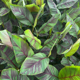 Green boutiQ - Fruitplant - Musa Ever Red - Bananenboom - Winterhard - Groen-Rood - 1 Plant - Pot 21cm - Hoogte 90cm