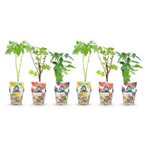 Green boutiQ - Fruitplanten - Tricolour - Rode Bes - Gele Framboos - Zwarte Braam- Winterhard - 6 Planten - Pot9cm