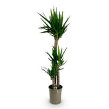 Green boutiQ - Kamerplant - Yucca elephantipes - Yucca - Weinig onderhoud - Groen - 1 - Pot 24cm - Hoogte 140cm